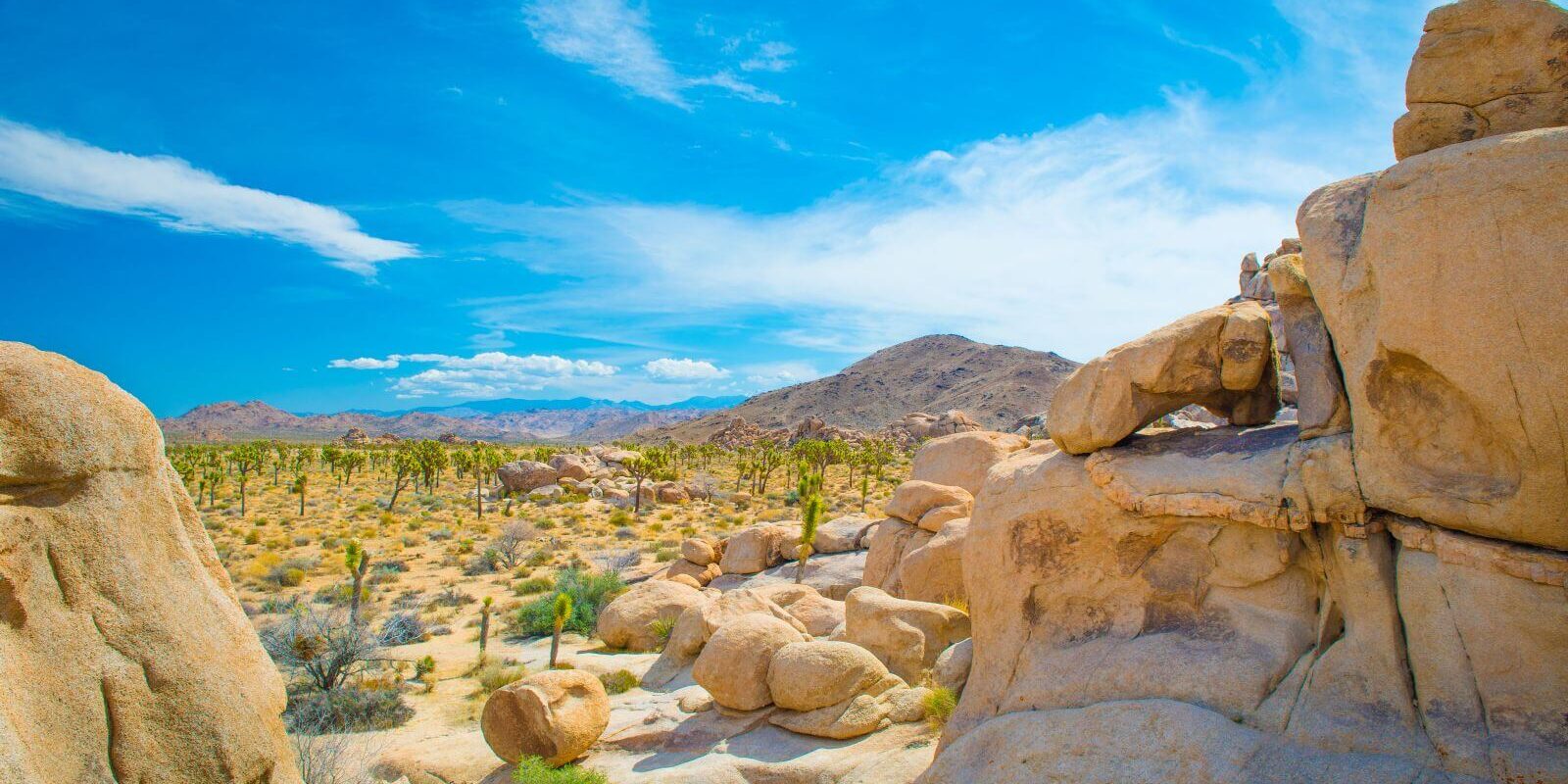 things to do in joshua tree