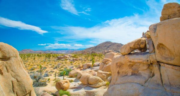 things to do in joshua tree