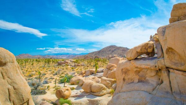 things to do in joshua tree