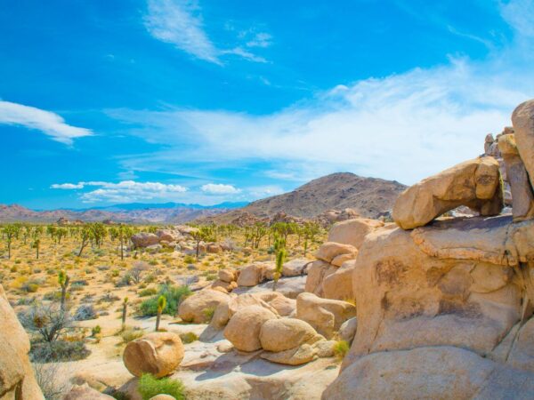 things to do in joshua tree