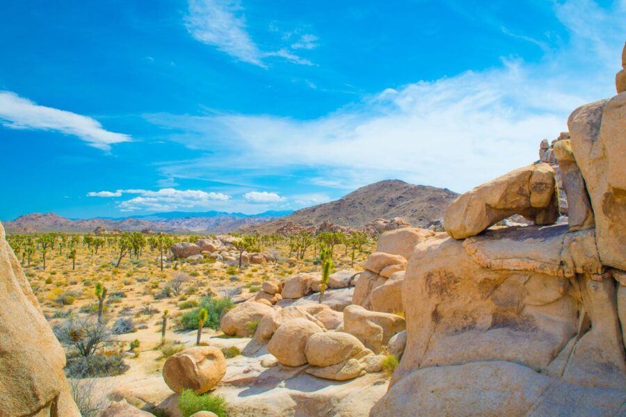 things to do in joshua tree