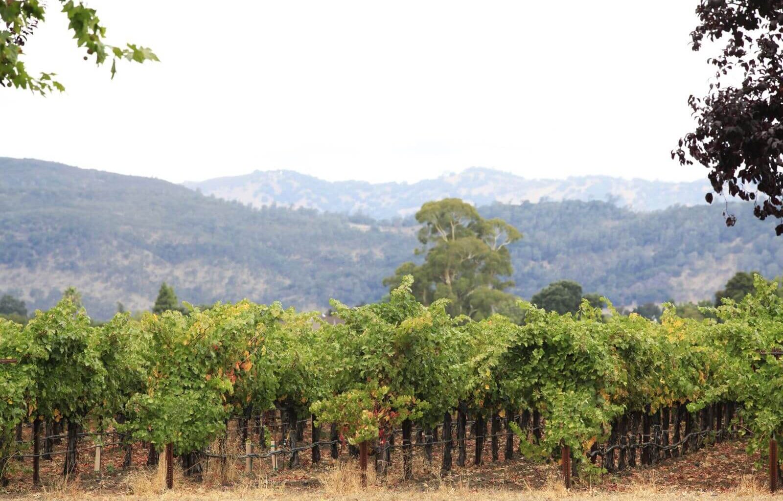 things to do in napa