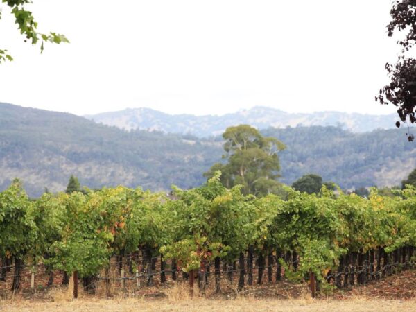 things to do in napa