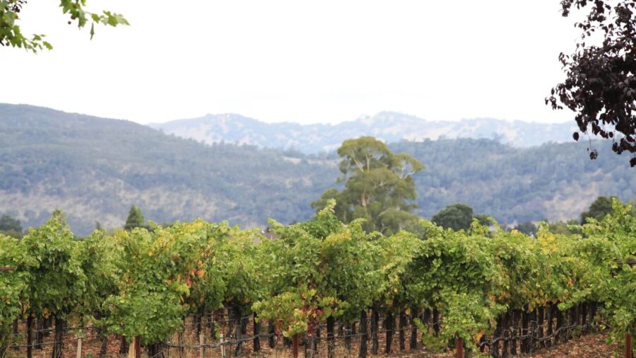 things to do in napa