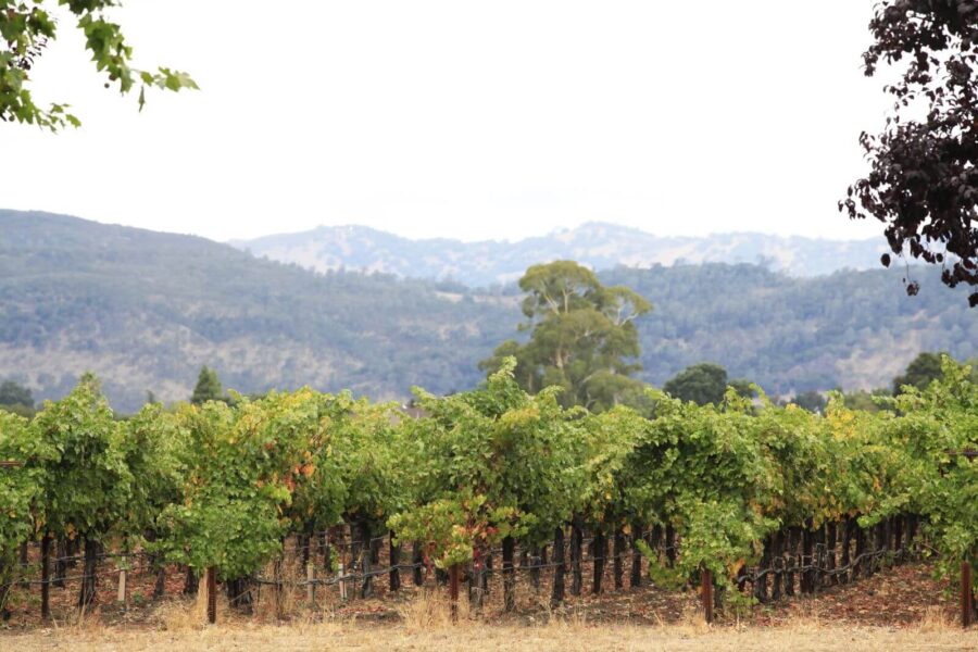 things to do in napa