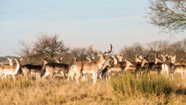 Richmond Park London