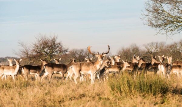 Richmond Park London