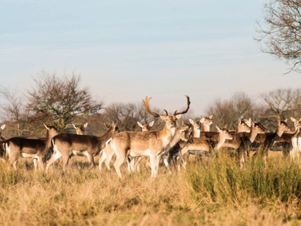 Richmond Park London