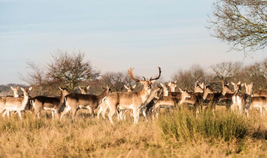 Richmond Park London